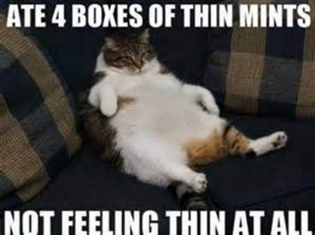 cat-thinmints